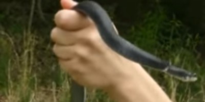 Fort Lauderdale snake